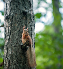 squirrel on a tree