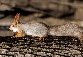 Naklejka premium squirrel on a rock