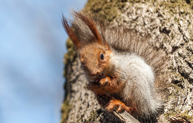 squirrel on a branch