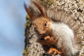squirrel on the tree
