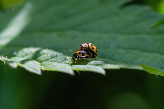 The sex of 14-spotted ladybird Propylea quatuordecimpunctata 