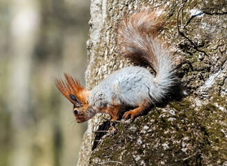 squirrel in the park