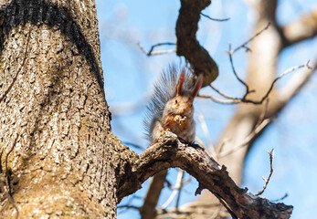 squirrel on tree
