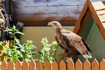 heshy eagle on sitting on a fence.
