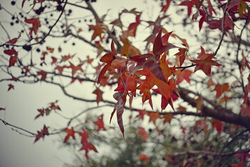 close up of leaves on liquidambar trees on foggy day