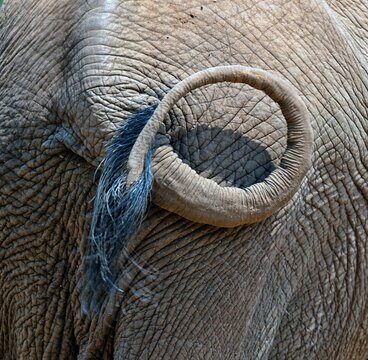 Central African Republic, Tail of African forest elephant&Ocirc;&oslash;&Omega;(Loxodonta cyclotis)