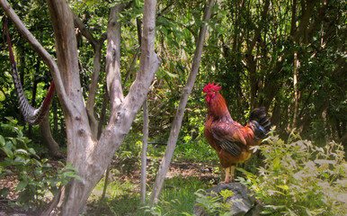 gallo