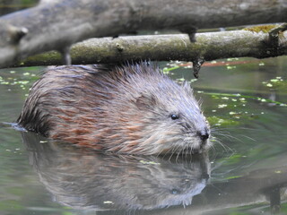Muskrat close up