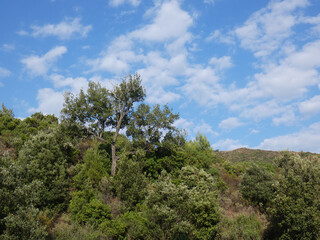 Paesaggio di Sardegna