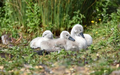 Swan Cygnets together resting in vegetation.