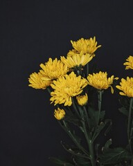 yellow chrysanthemum flower