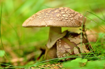 Baby Amanita rubescens edible mushroom in needles in forest