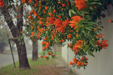 Fototapeta na wymiar Autumn landscape with fog, creeper of orange flowers with heart shaped bokeh