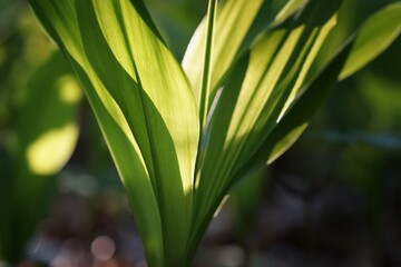 Spring forest floor, lily of the valley illuminated from behind, close-up on leaves, fuzzy background, copy space

