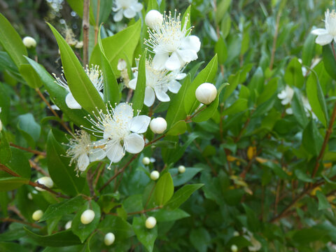 Fiori del mirto