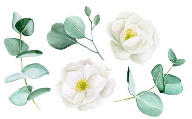 watercolor drawing. set of eucalyptus leaves and white peony flowers. Gentle drawing of eucalyptus and flowers Isolated on a white background. for decorating weddings, invitations, cards