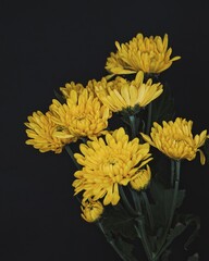 Fototapeta premium yellow chrysanthemum flowers