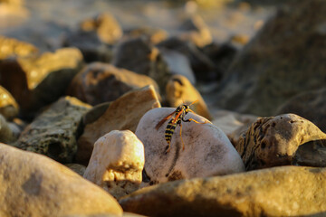 Wasp licking salt on the wet stone on the beach