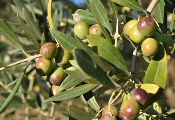 The young olive trees ready to pick in Tuscany Italy