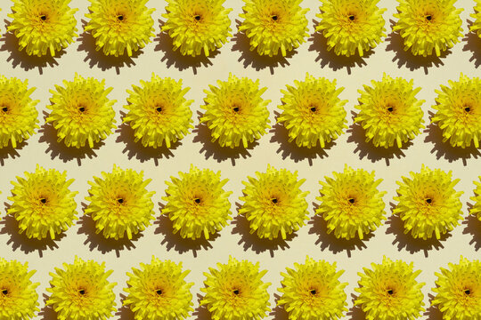 Pattern of rows of yellow flower heads