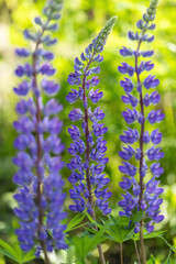 Obraz premium The blossom of lupin in the field in Russia