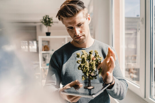 Young Entrpreneur Balancing Tree On Digital Tablet In His Office