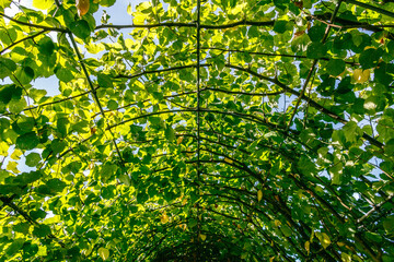 Garden arch and pergola covered with climbing plants Kensington gardens, London - obrazy, fototapety, plakaty