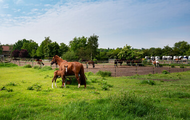 Pferde und Fohlen auf einer Farm in Berlin