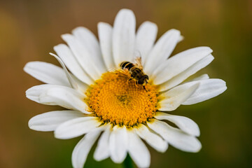A bee on a camomile flower. Macro photo. White petals and yellow stamens of a camomile. Yellow...