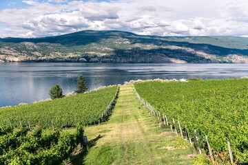 Vineyard view of Okanagan Lake in interior British Columbia, Canada