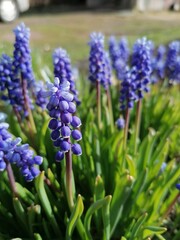 blue hyacinth flowers