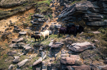 mountain goats on cliff side