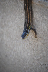 Algerian Sand Racer. Large Psammodromus