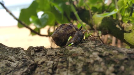 Crab on the woods