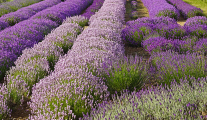 Norfolk Lavender Farm