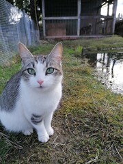 cat in the garden