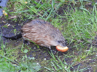 Muskrat with apple