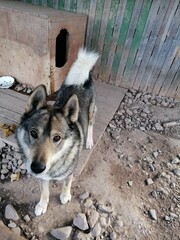 siberian husky dog