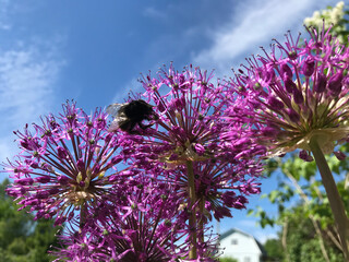 Hot summer in nature, among flowers and herbs. Fresh air. Bumblebees and bees. The sun and blue cloudless sky. What could be better?