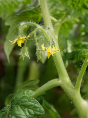 tomato plant in a garden with yellow flowers