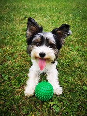 yorkshire terrier puppy