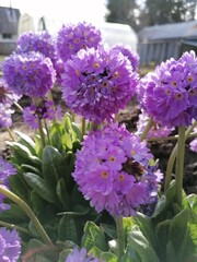 purple flowers