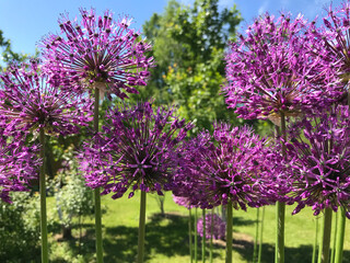 Obraz premium Hot summer in nature, among flowers and herbs. Fresh air. Bumblebees and bees. The sun and blue cloudless sky. What could be better?