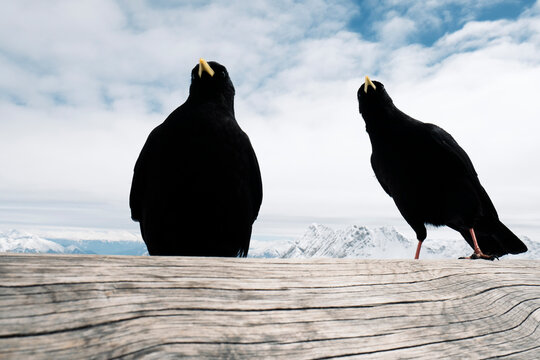 Germany, Bavaria, Garmisch-Partenkirchen, Alpine choughs (Pyrrhocorax Graculus) perching on wooden log at Zugspitzplatt