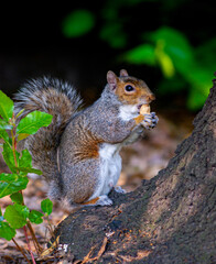 Squirrel Eating a Nut