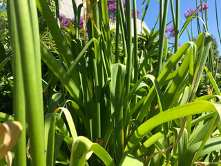 Obraz premium Hot summer in nature, among flowers and herbs. Fresh air. Bumblebees and bees. The sun and blue cloudless sky. What could be better?