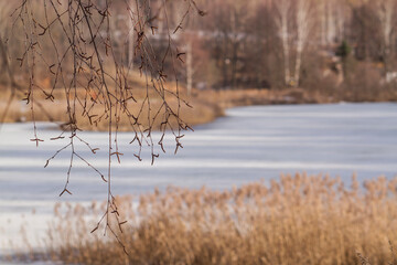 birch buds on the background of a frozen river