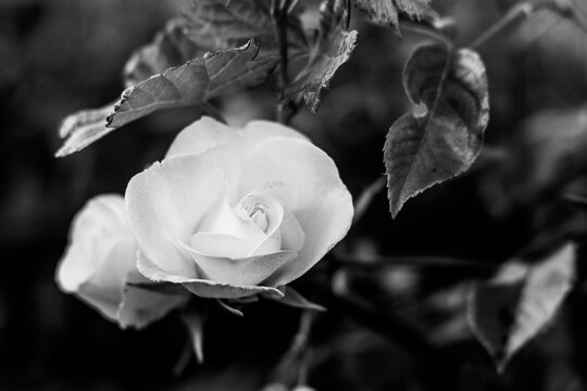 bnw picture of an white rose flower