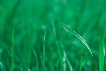 Green grass on a blurred background. Copy, empty space for text