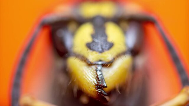 Wasp Head European Hornet Insect Macro Extreme Close up Isolated on orange focus ramping